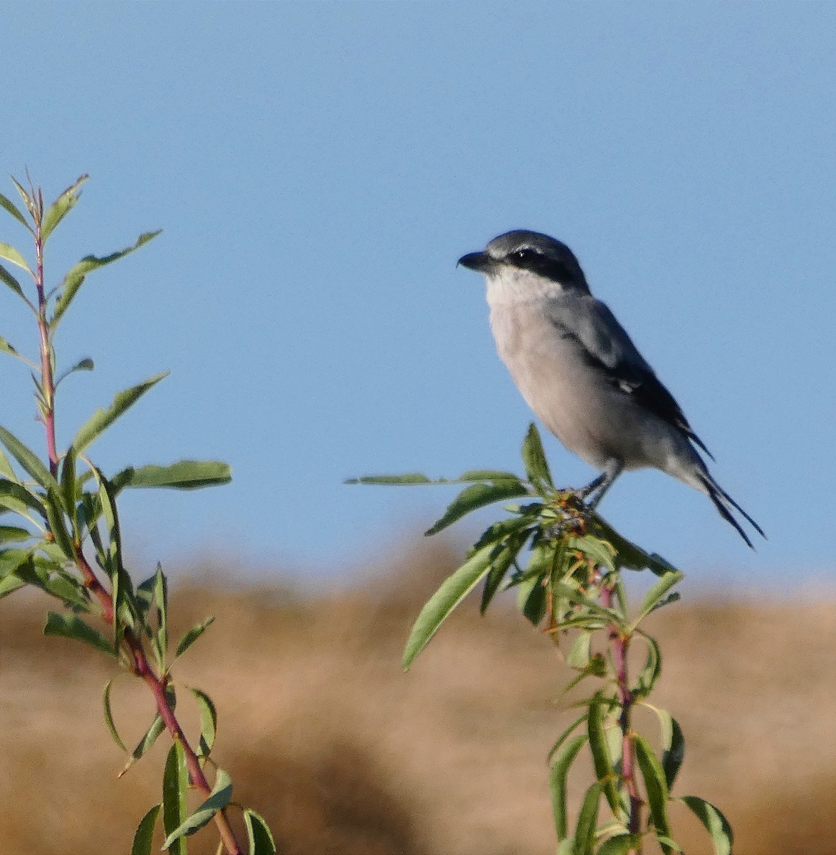 Iberian Gray Shrike - ML609884368