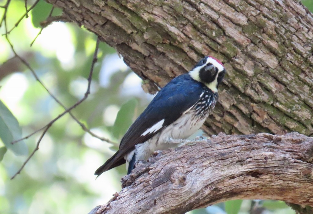 Acorn Woodpecker - Merri R