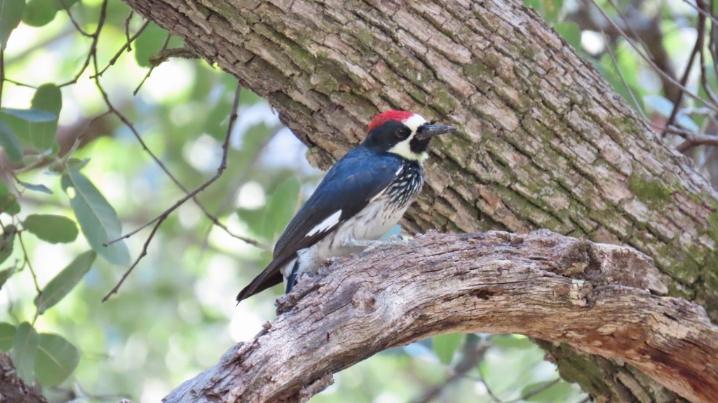 Acorn Woodpecker - Merri R