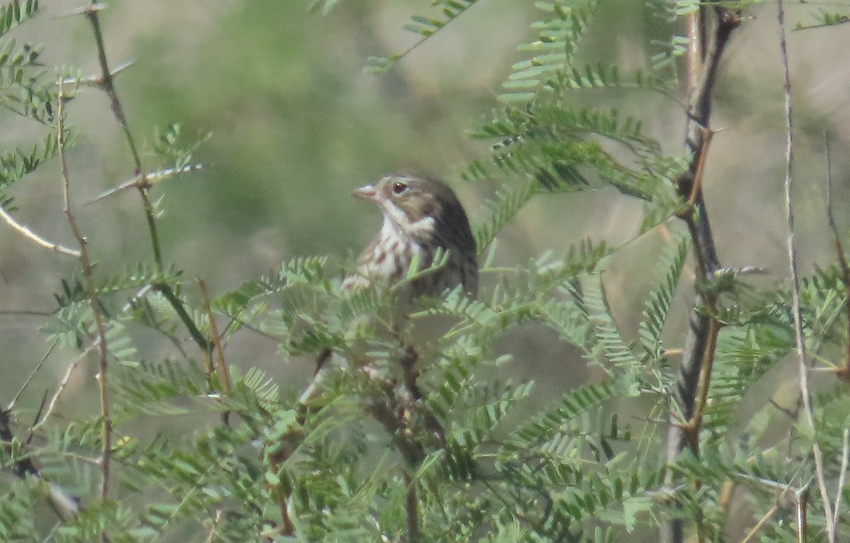 Vesper Sparrow - ML609884725