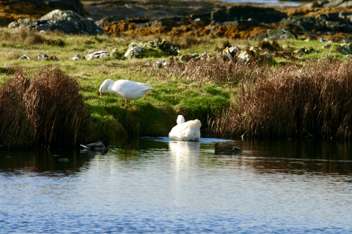 tanımsız kaz (Anser/Branta sp.) - ML609884769