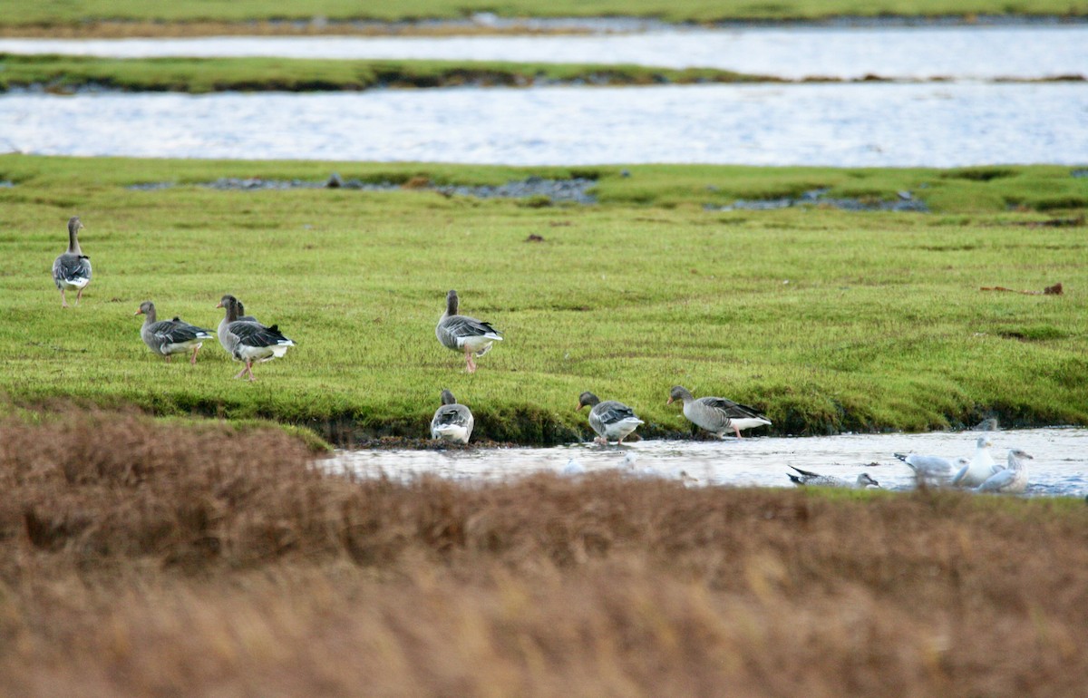 Graylag Goose - Andrew Charles