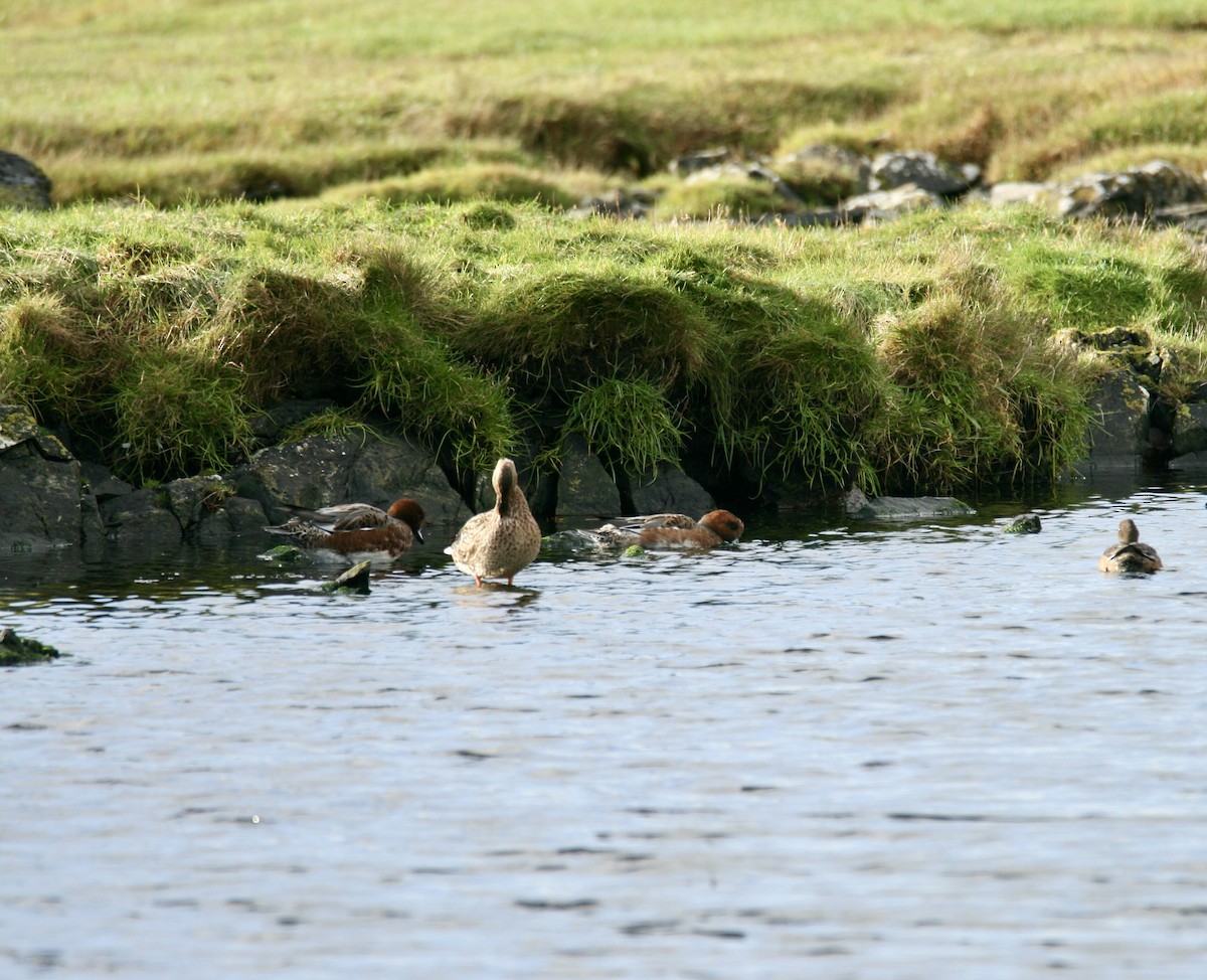 Eurasian Wigeon - ML609884934