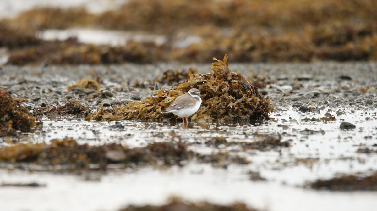 Common Ringed Plover - ML609884942