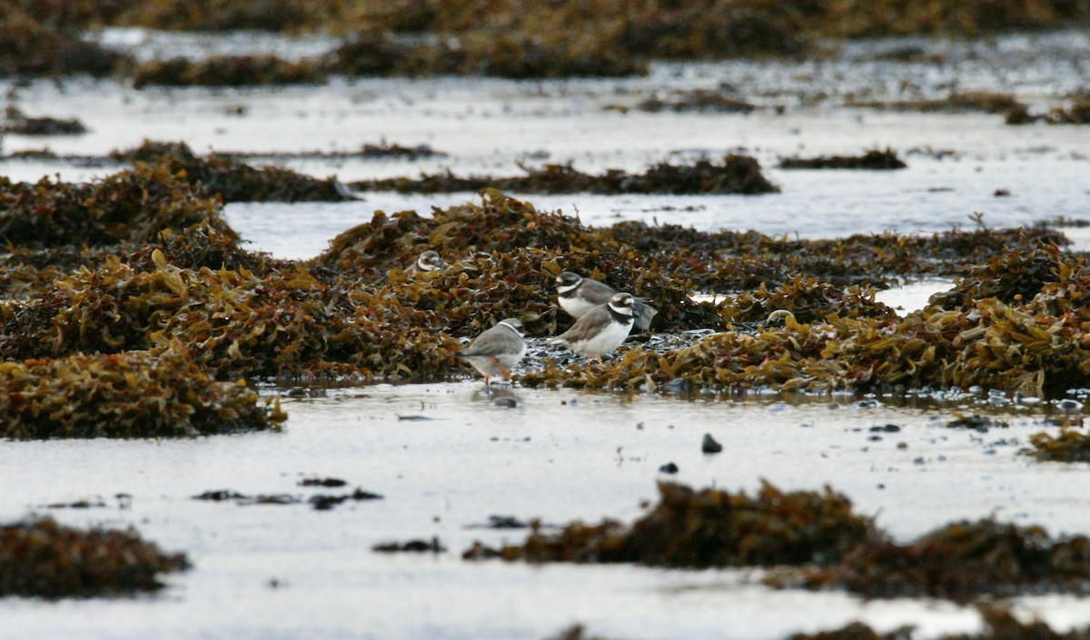 Common Ringed Plover - ML609884943