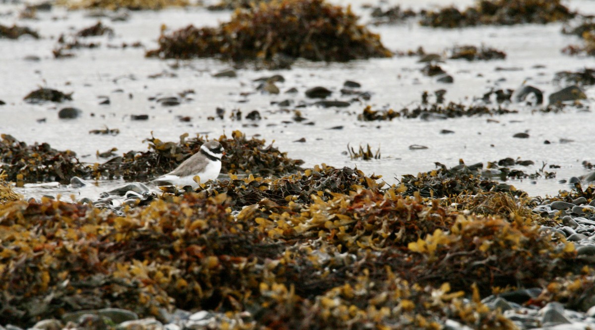 Common Ringed Plover - ML609884944