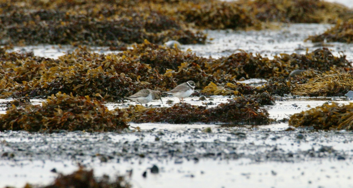 Common Ringed Plover - ML609884945