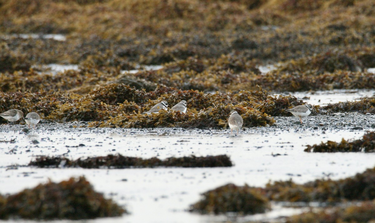 Common Ringed Plover - ML609884952