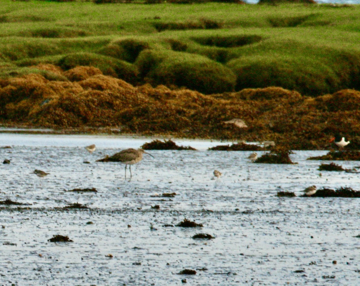 Eurasian Curlew - ML609884955