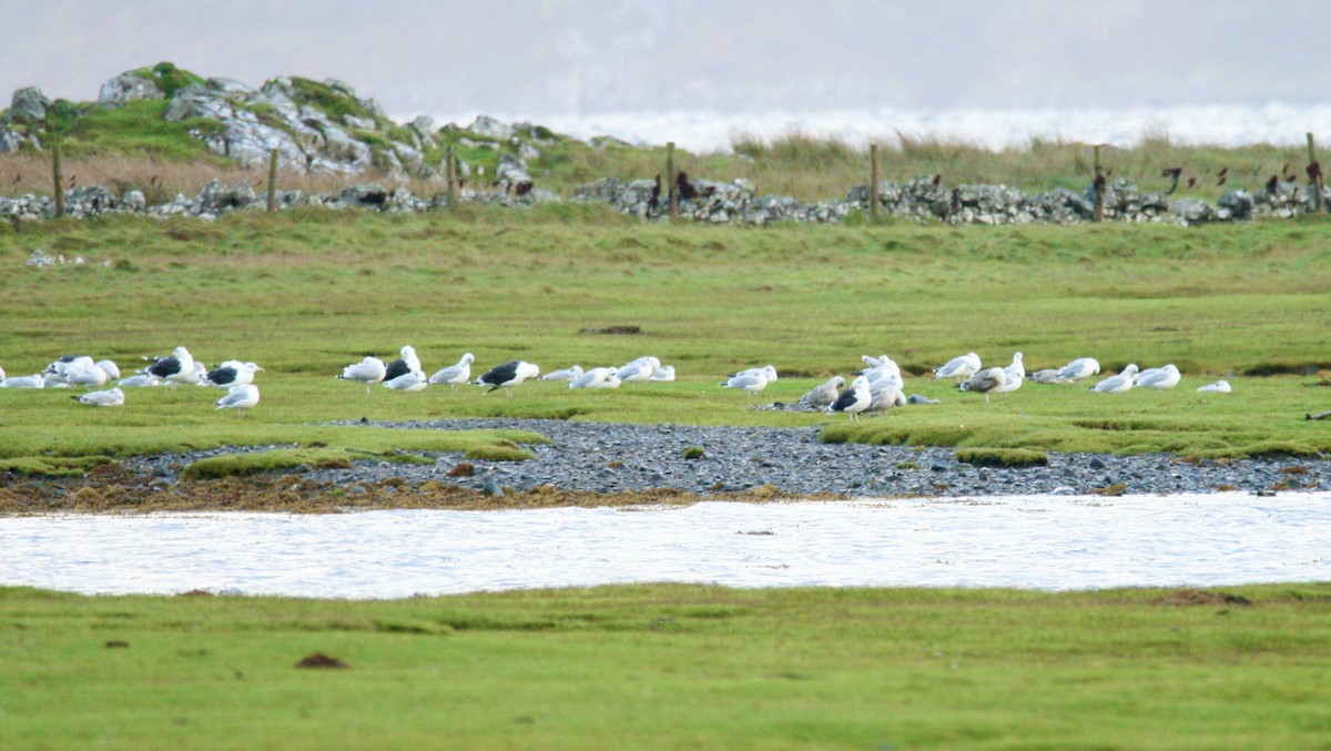 Common Gull - Andrew Charles