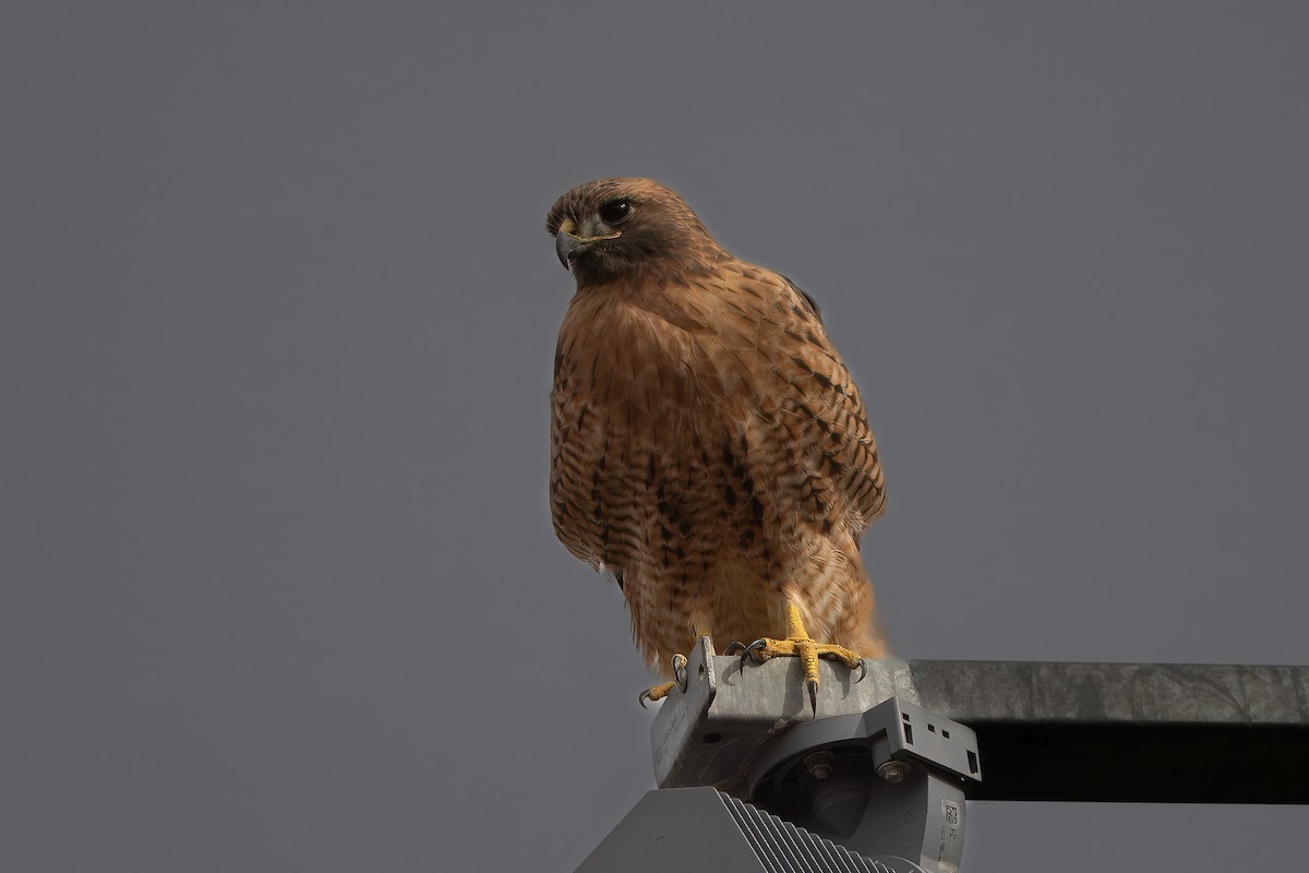 Red-tailed Hawk - ML609885011