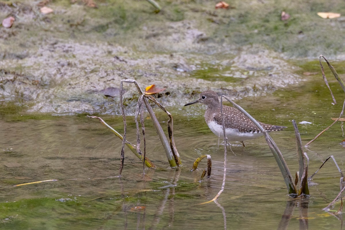 Solitary Sandpiper - ML609885076