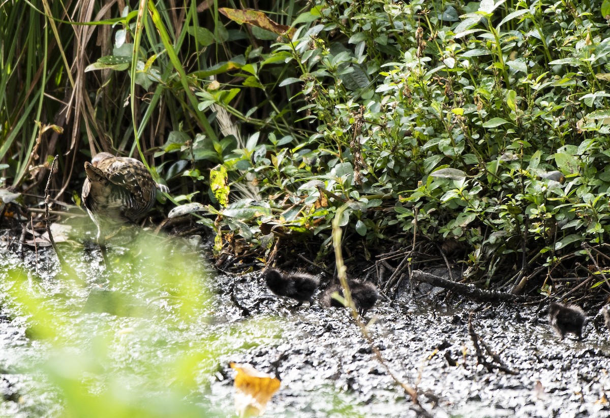 Buff-banded Rail - ML609885084