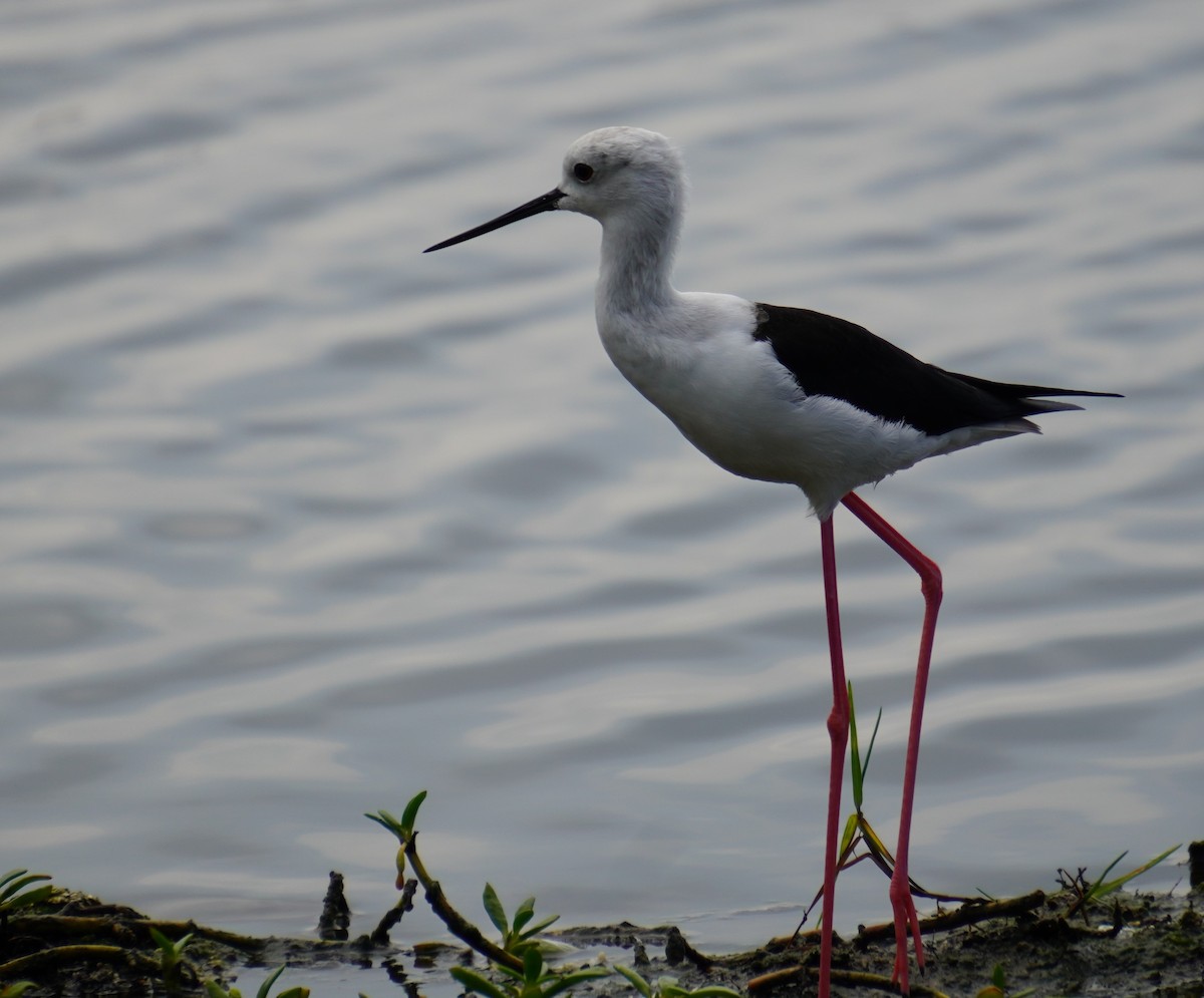 Black-winged Stilt - ML609885088