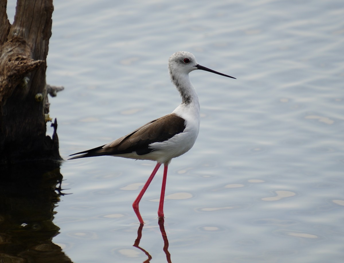 Black-winged Stilt - ML609885089