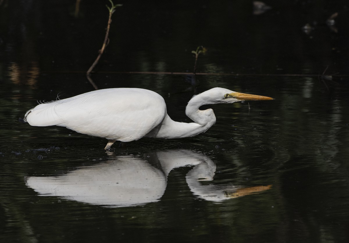 Great Egret - ML609885107