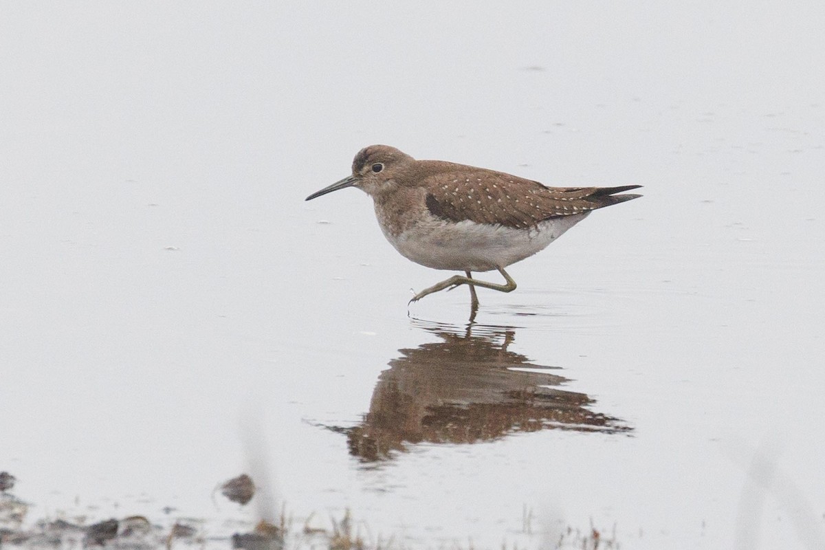 Solitary Sandpiper - ML609885159