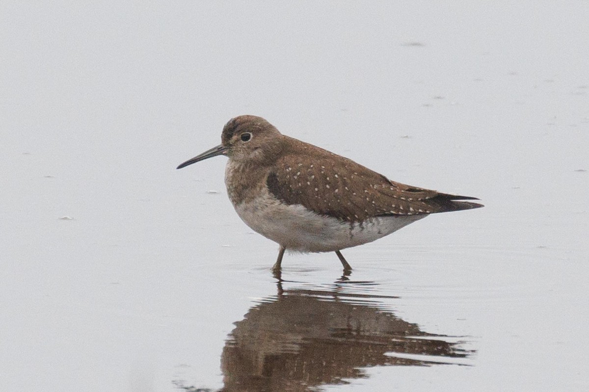 Solitary Sandpiper - ML609885160