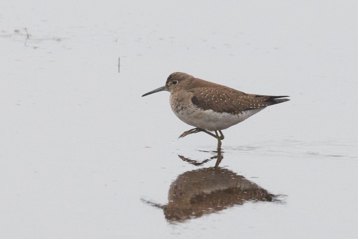 Solitary Sandpiper - ML609885162