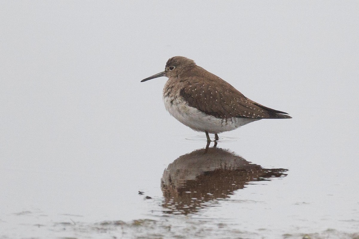 Solitary Sandpiper - ML609885165