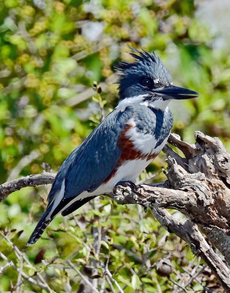 Belted Kingfisher - ML609885196