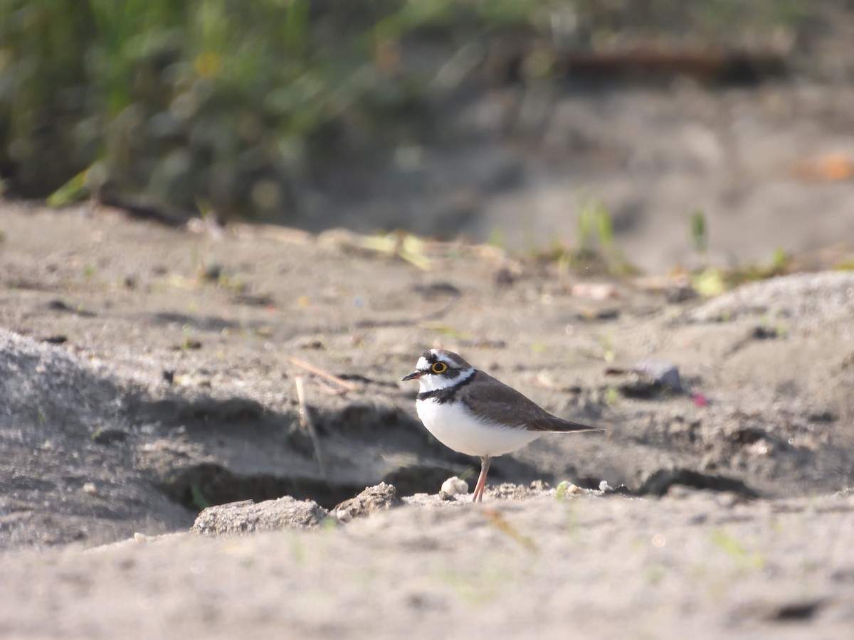 Little Ringed Plover - ML609885240