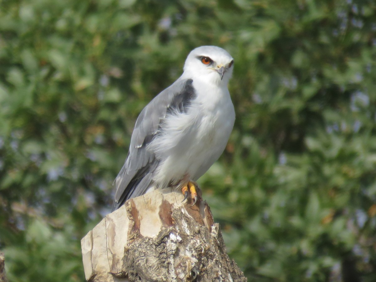 Black-winged Kite - ML609885416