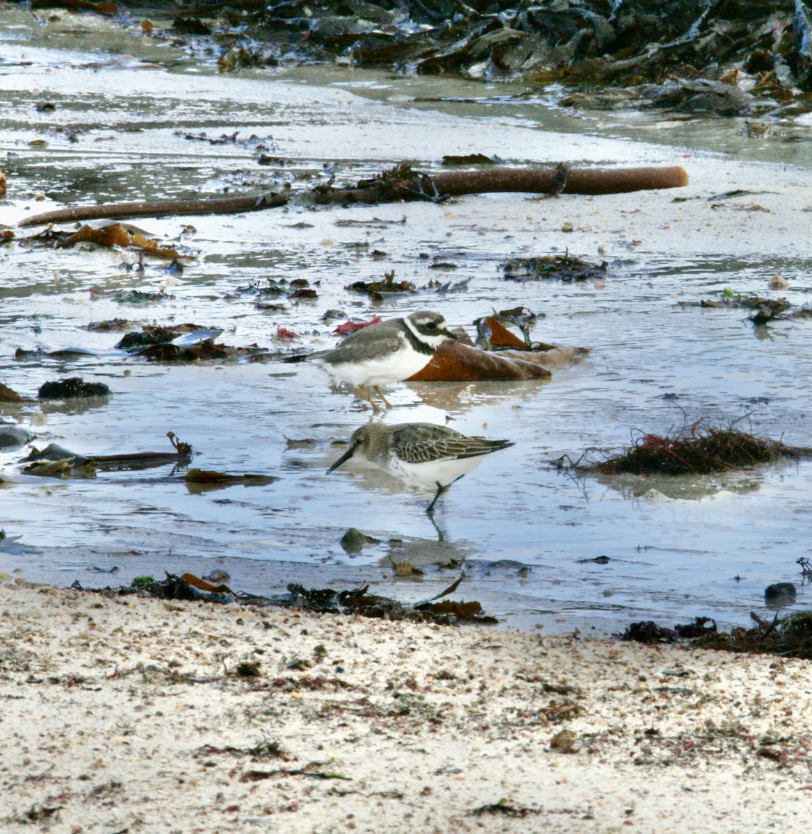 Common Ringed Plover - ML609885421