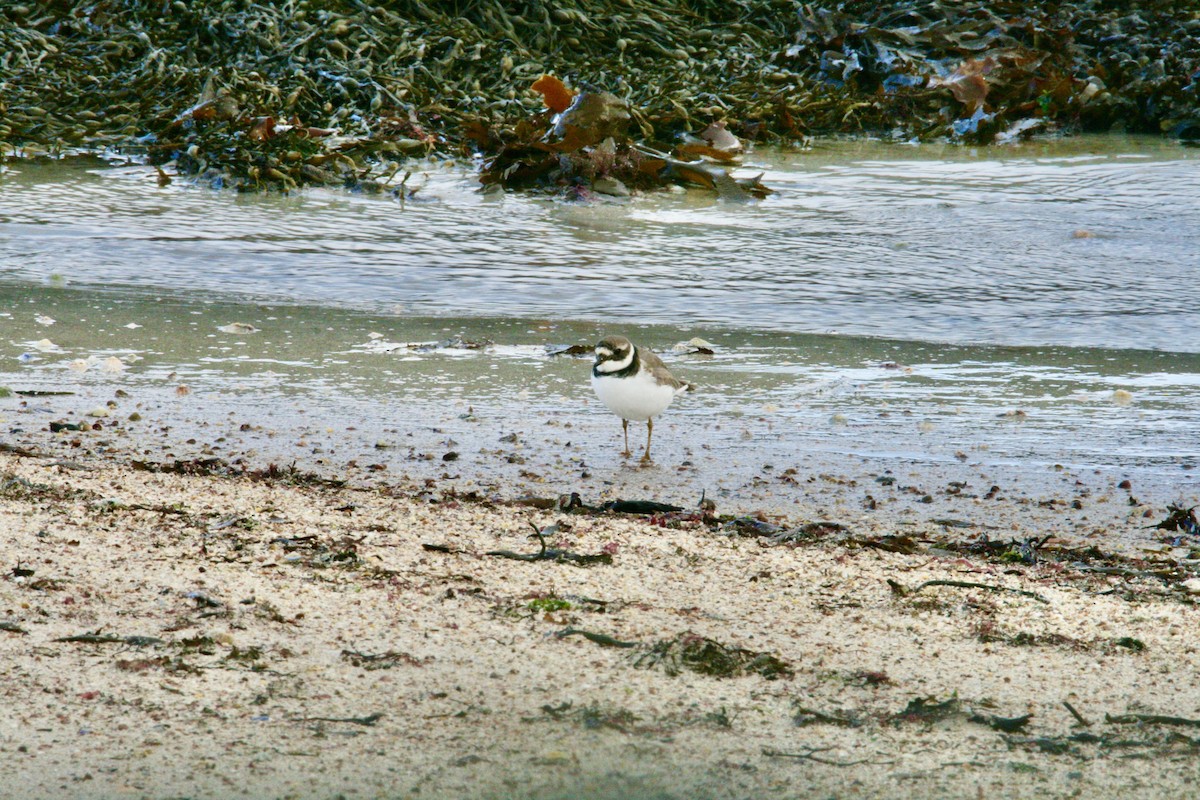 Common Ringed Plover - ML609885422