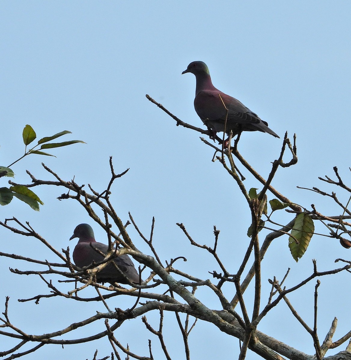 Pale-vented Pigeon - ML609885515