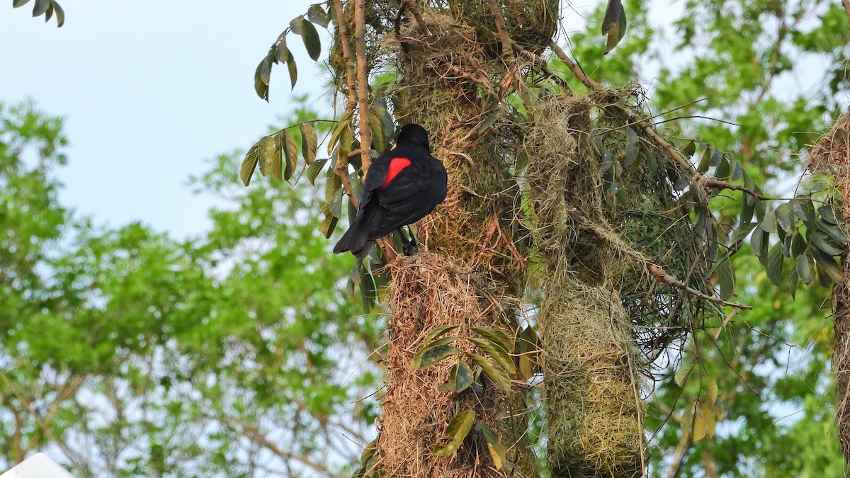 Red-rumped Cacique - Hugo Valderrey