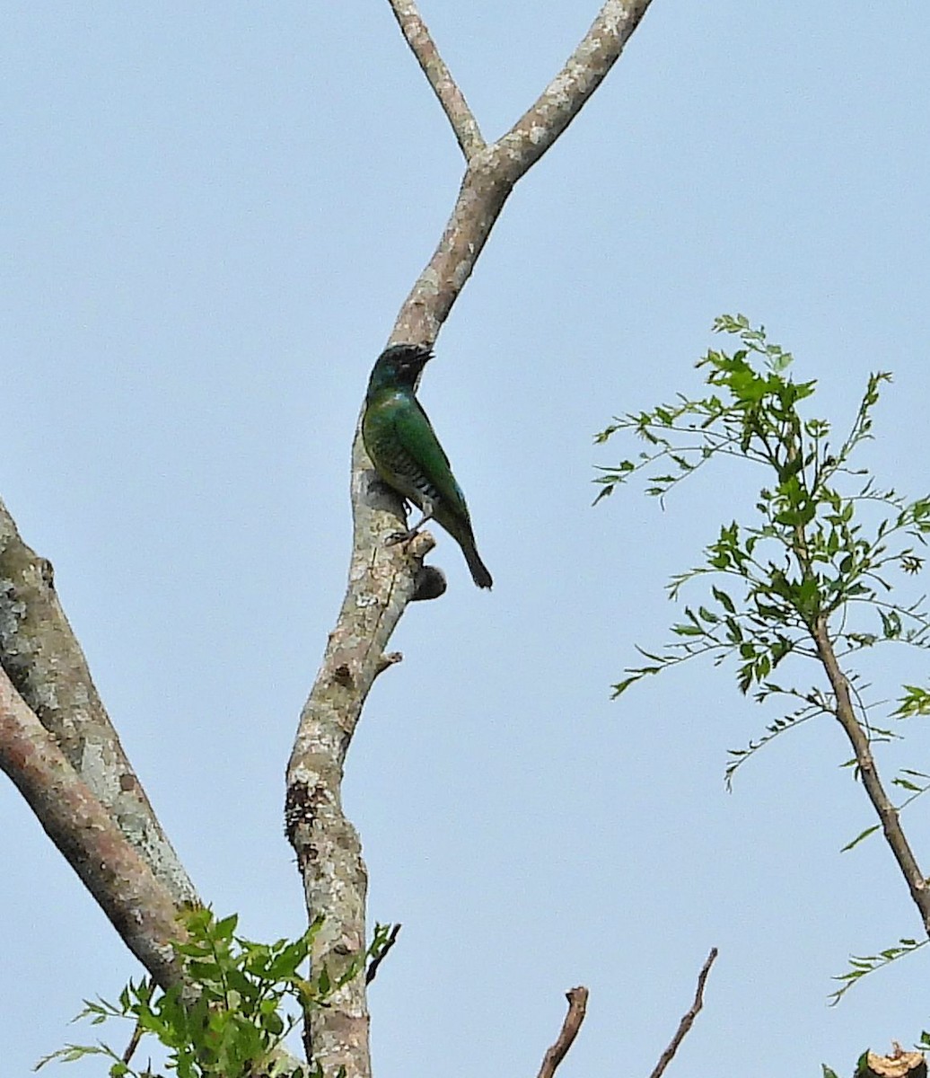 Swallow Tanager - Hugo Valderrey