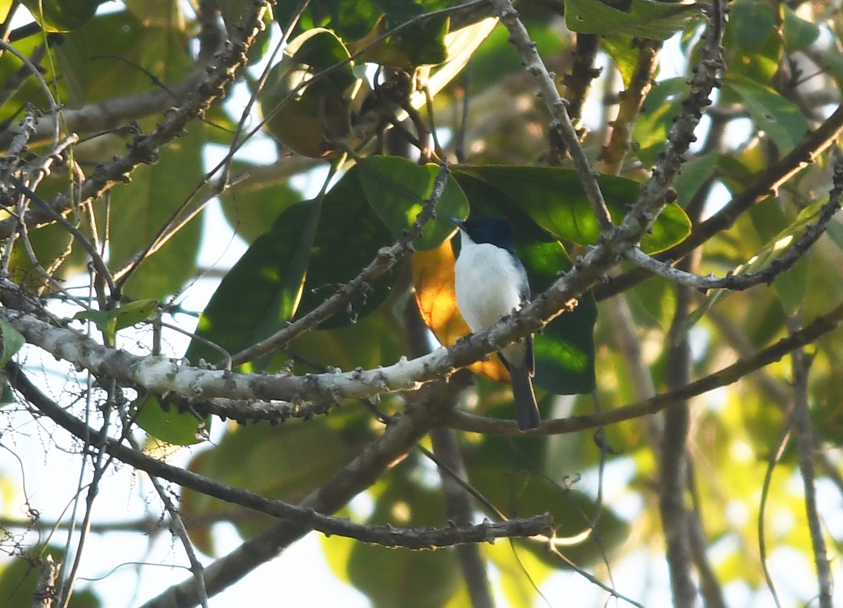 Moluccan Flycatcher - ML609885599