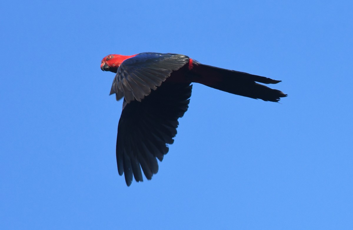 Moluccan King-Parrot - Joshua Vandermeulen