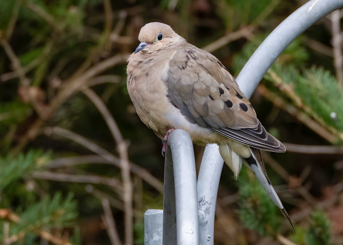 Mourning Dove - ML609885633