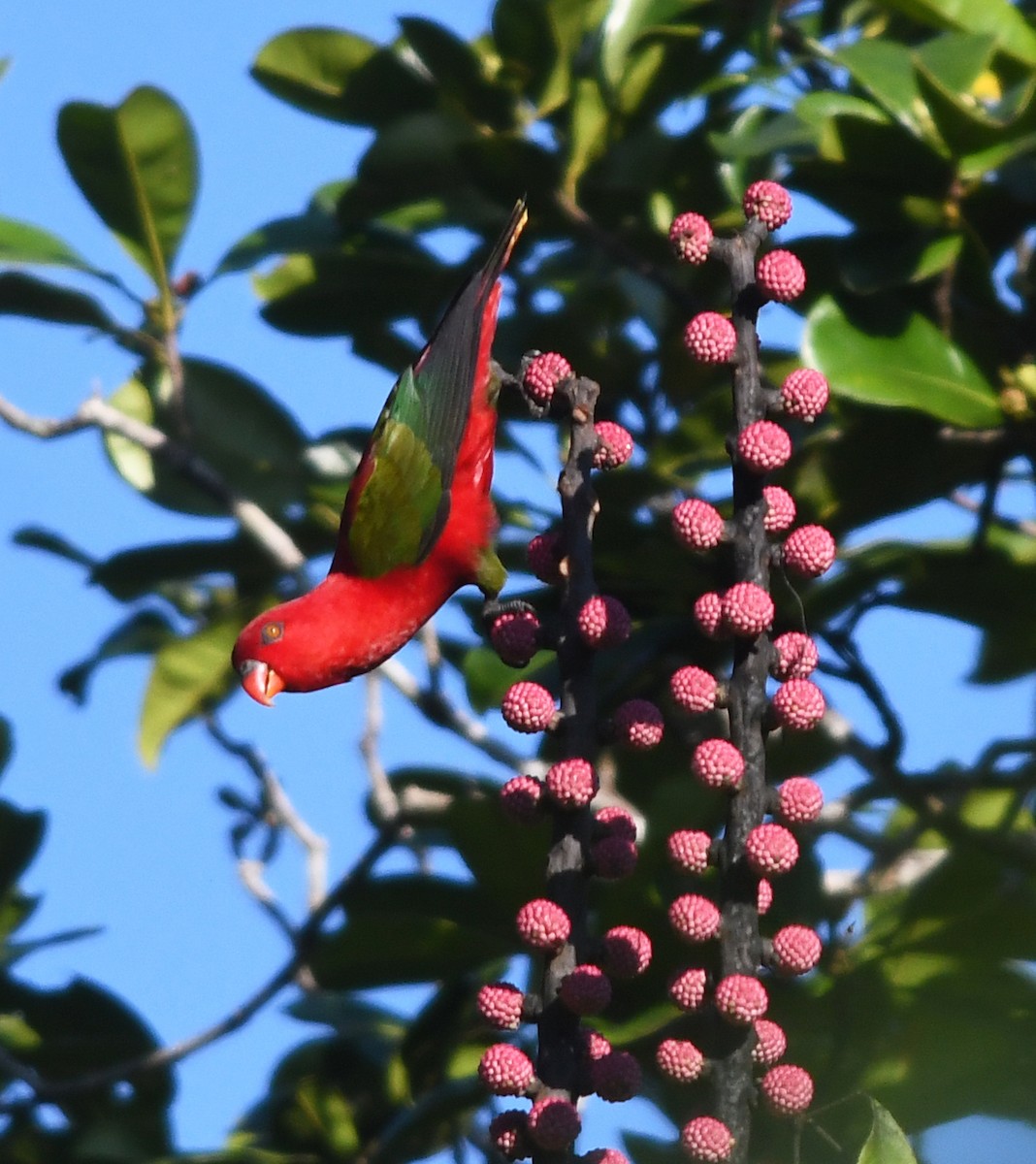 Chattering Lory - Joshua Vandermeulen