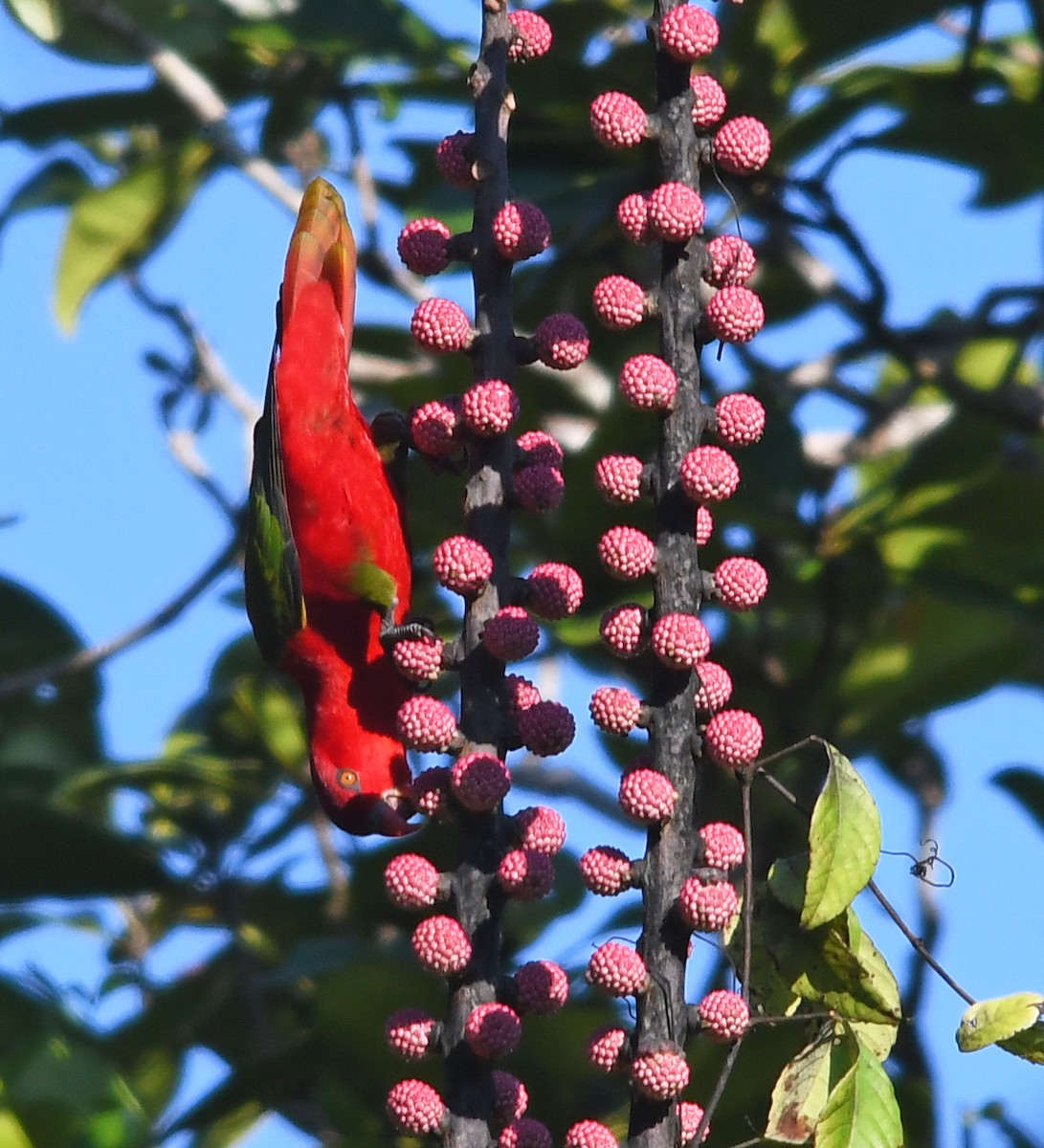 Chattering Lory - Joshua Vandermeulen