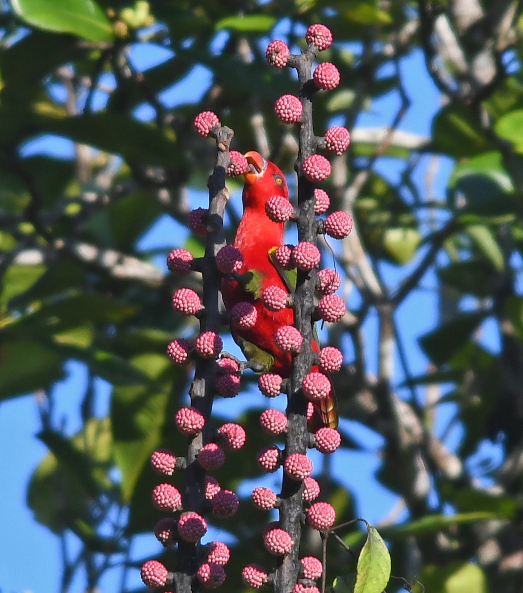 Chattering Lory - Joshua Vandermeulen