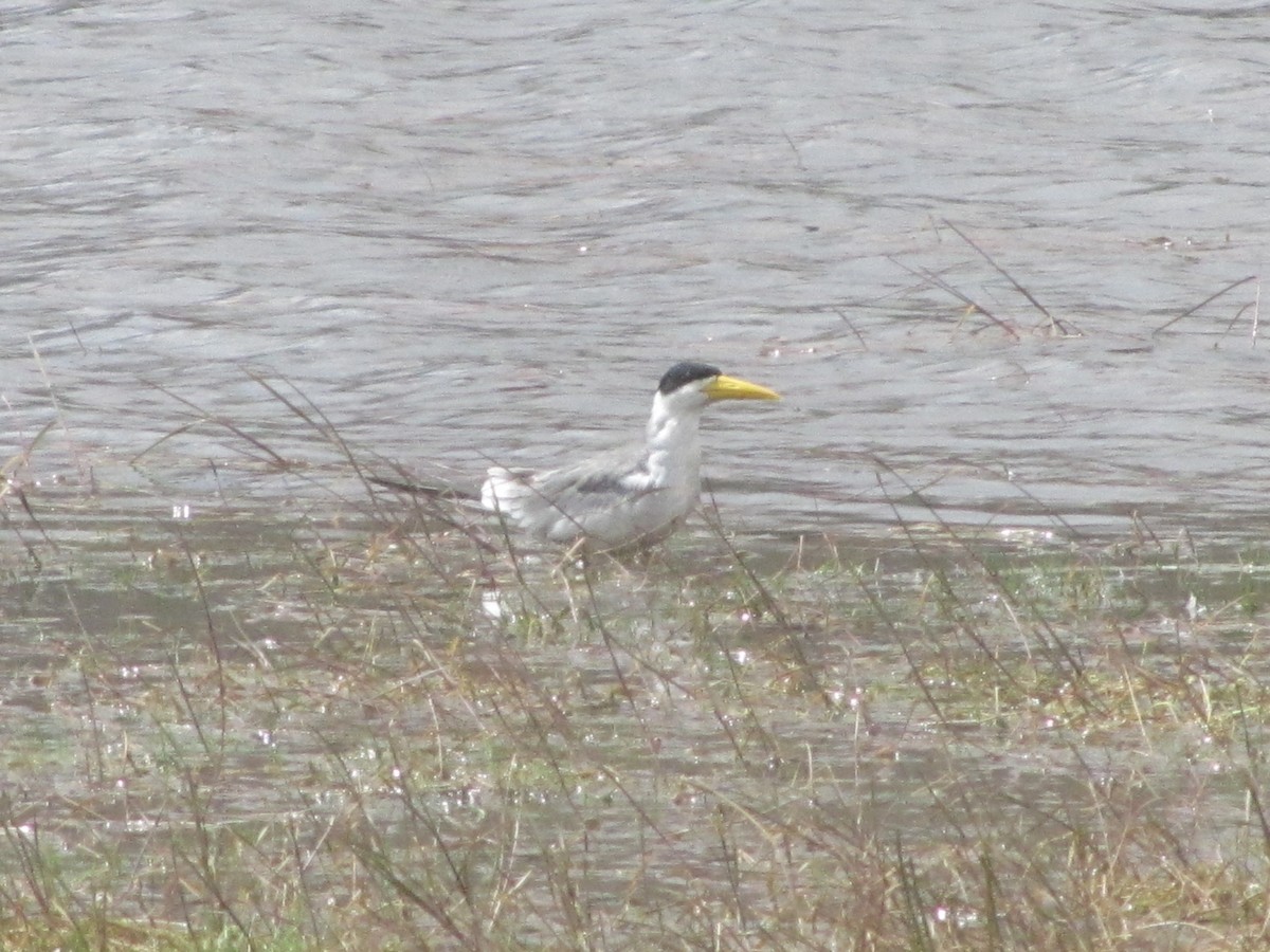 Large-billed Tern - ML609885742