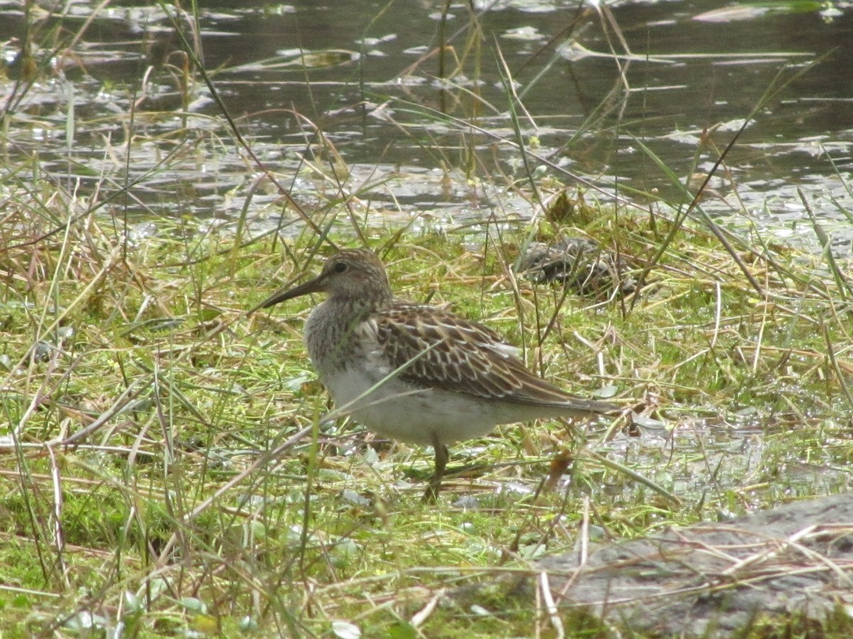 Graubrust-Strandläufer - ML609885753