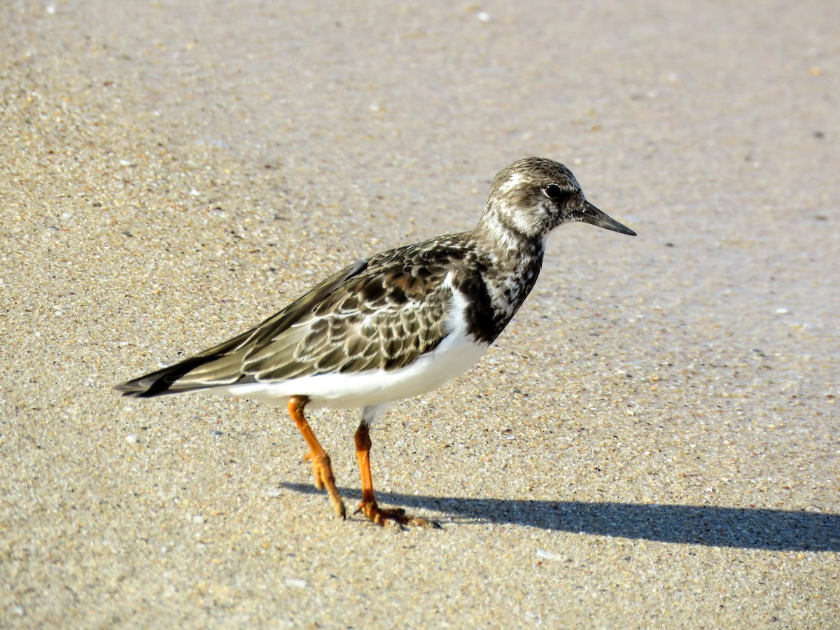 Ruddy Turnstone - ML609885808