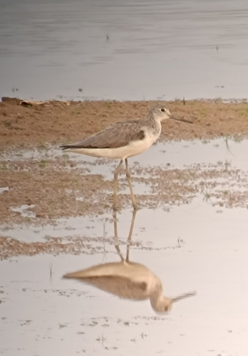 Common Greenshank - ML609885813