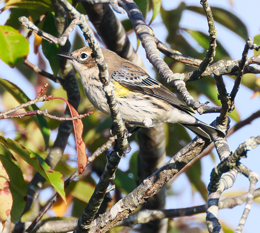 Yellow-rumped Warbler - ML609885839