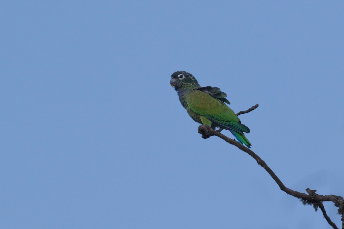 Scaly-headed Parrot - ML609885854