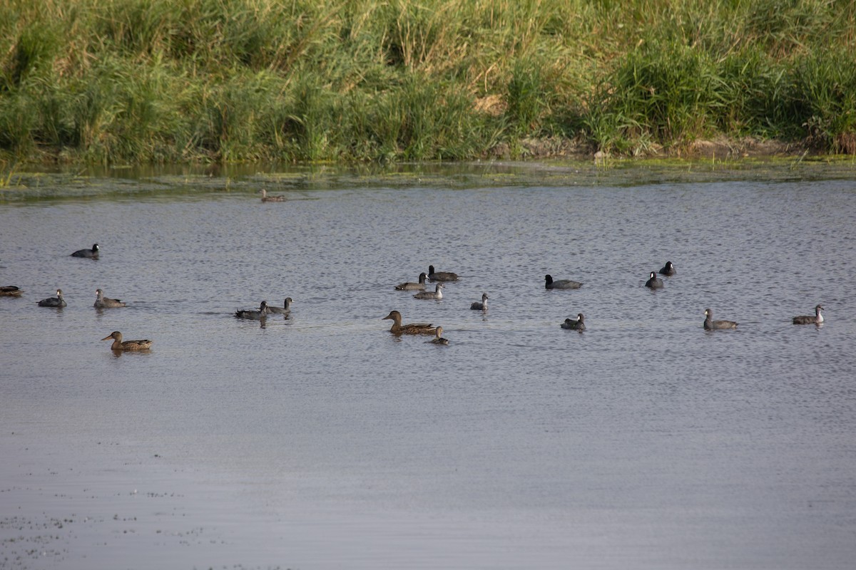 American Coot - ML609885863