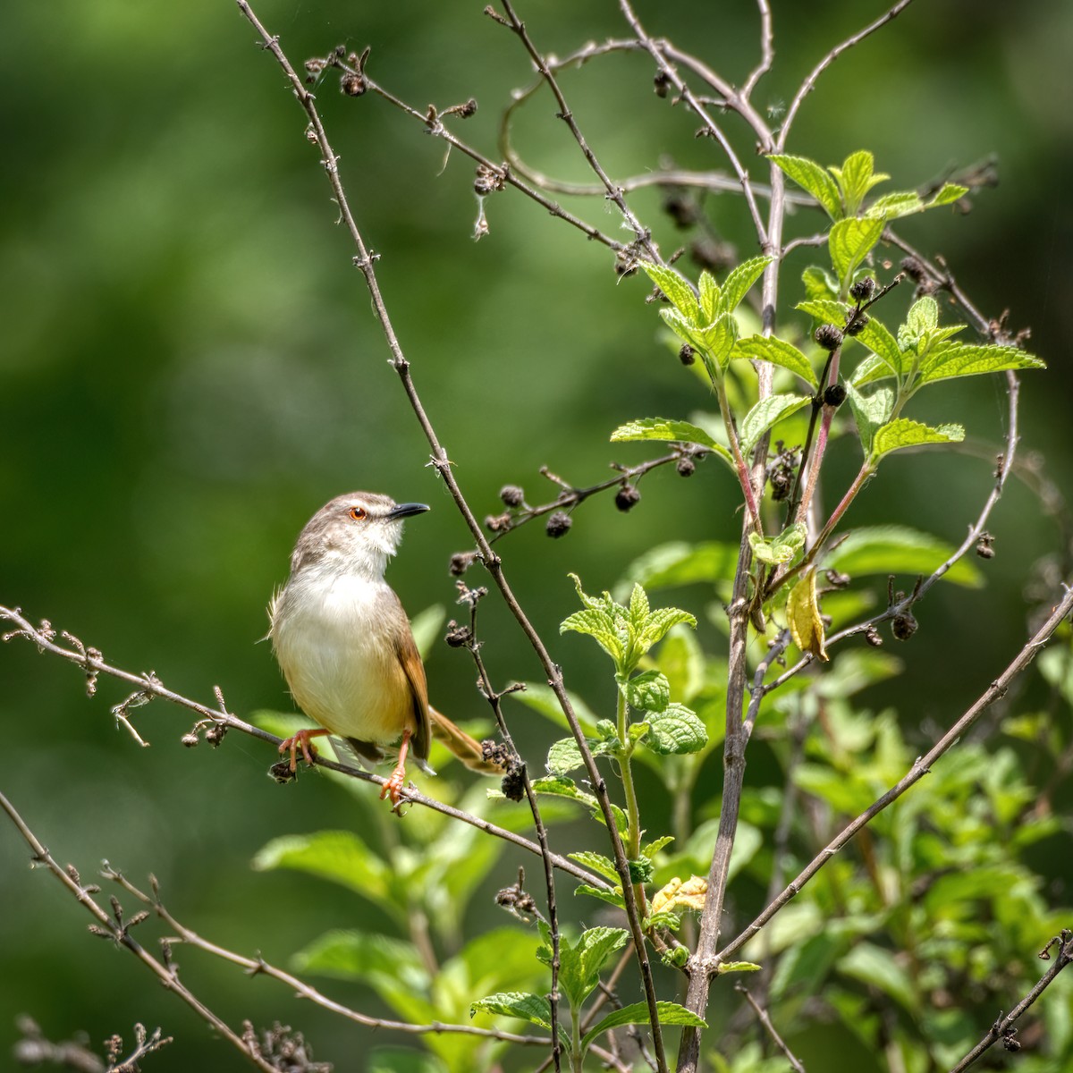 Prinia Modesta - ML609885874