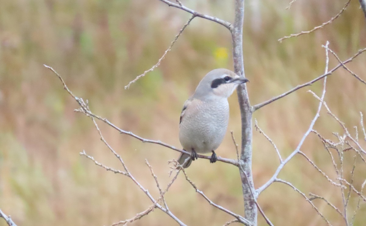 Alcaudón Boreal - ML609885906