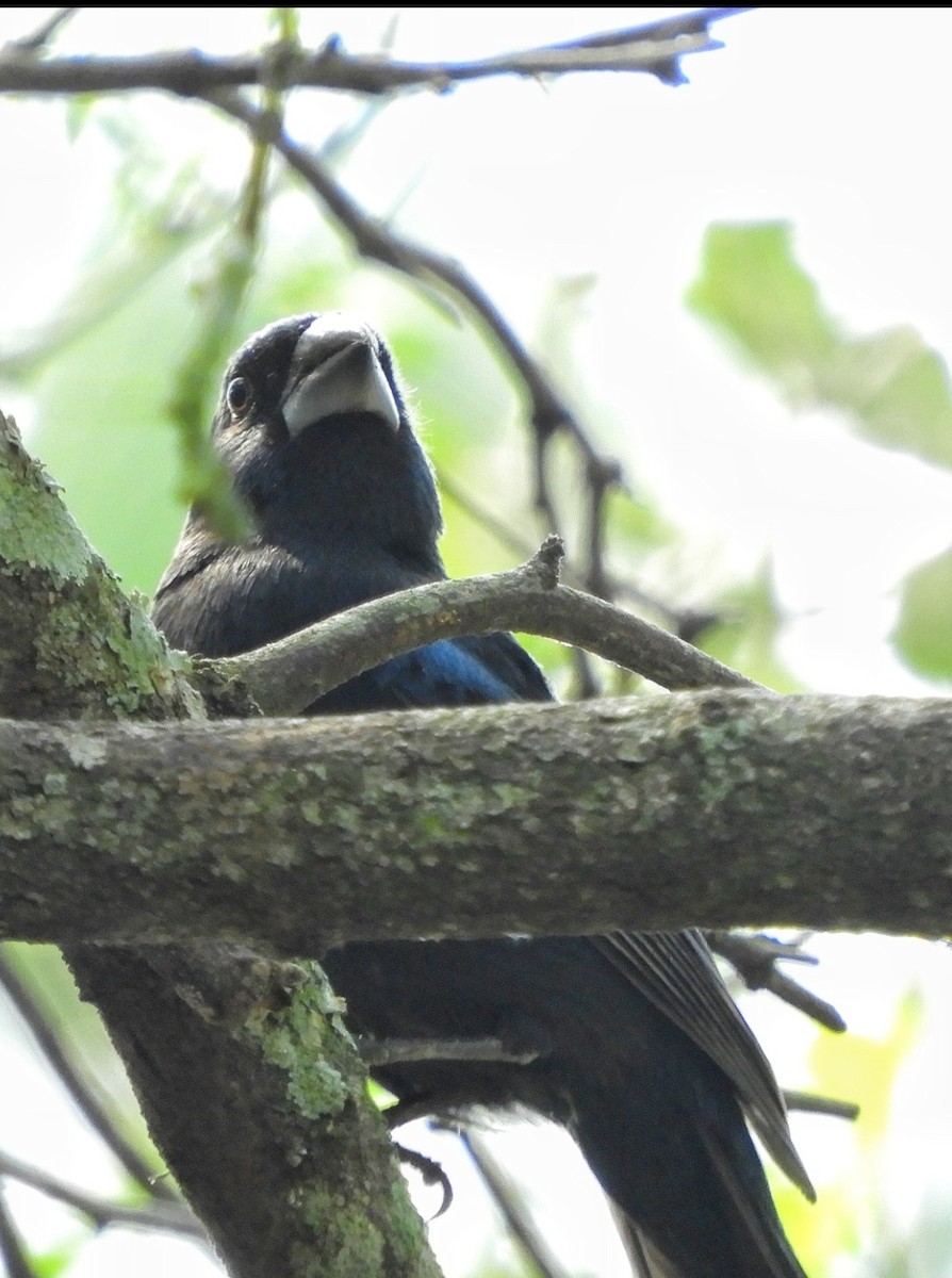 Ultramarine Grosbeak - Eugenia Macchi