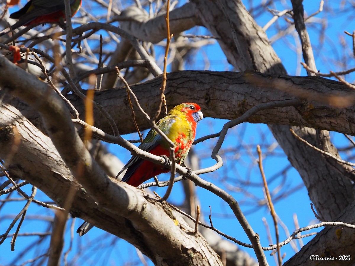 Crimson Rosella (Crimson) - ML609885962