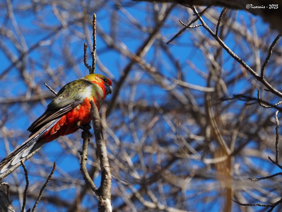 Crimson Rosella (Crimson) - Rafael Campos-Ramírez